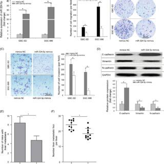 Overexpression Of Mir P Inhibits Cell Migration Invasion And Emt