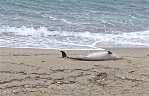 Rinvenuto A Pace Il Cadavere Di Un Delfino Spiaggiato