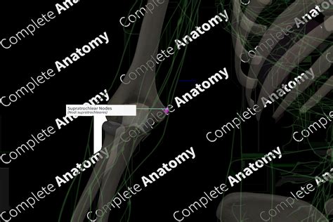 Supratrochlear Nodes (Left) | Complete Anatomy