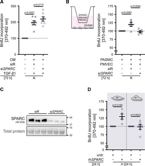 Sparc A Novel Regulator Of Vascular Cell Function In Pulmonary