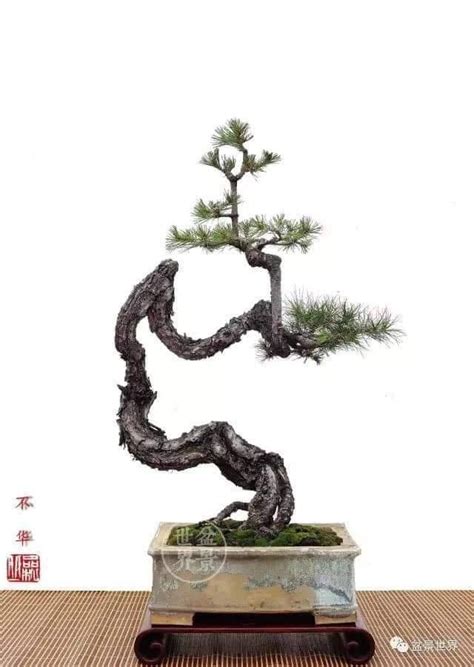 Ghim của NO 8 Hank trên A plus Cây kiểng bonsai Cây Ý tưởng hay