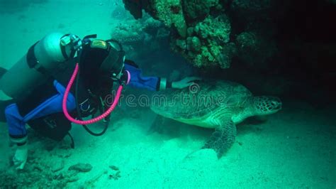 La Tortuga Marina Verde Chelonia Mydas Un Buceador Acaricia A Una