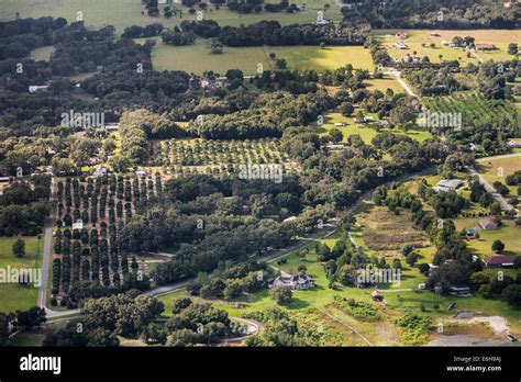 Aerial View Of Citrus Groves In Central Florida Stock Photo Alamy