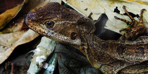 Punta Leona Wildlife Refuge: Costa Rica's Coastal Sanctuary