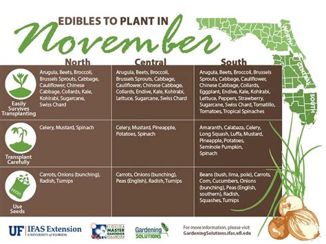 Vegetables To Plant In November Gardening Solutions University Of