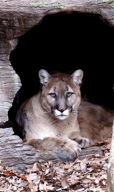 Eastern cougar declared officially extinct - The News Of ...