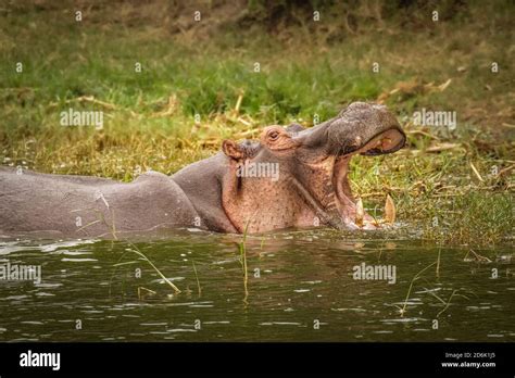 El Hipopótamo Común Hippopotamus Amphibius Abriendo Su Boca Grande