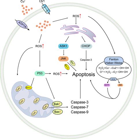 Frontiers Copper Instigated Modulatory Cell Mortality Mechanisms And