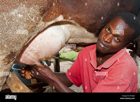 Cows Giving Milk