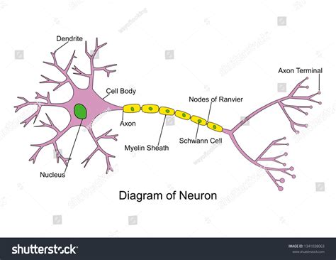 Simple Neuron Diagram 2d Labeled Nerve Stock Vektor Royaltyfri 1341038063