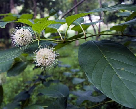 NC Botanical Garden Fall Plant Sale | Piedmont Gardener