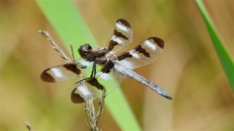 Dragonflies Damselflies Flickr