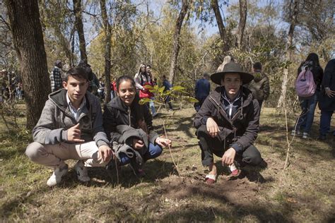 M S De Rboles Nativos Plantados En Primera Etapa De Plantat N