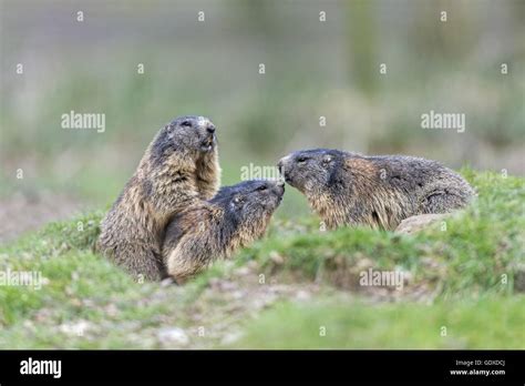 Alpine marmots Stock Photo - Alamy