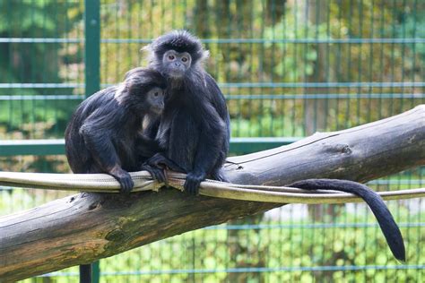 Why Do Monkeys Throw Poop Wiki Point