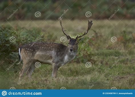 Fallow Deer Stag In Leicestershire England Stock Image Image Of