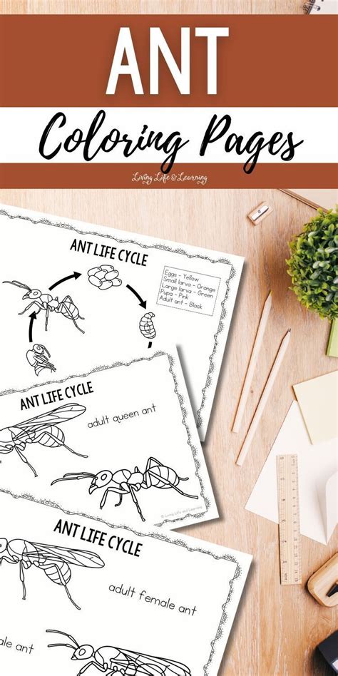 Ant Coloring Pages Ant Cycle Ant Stem Activities