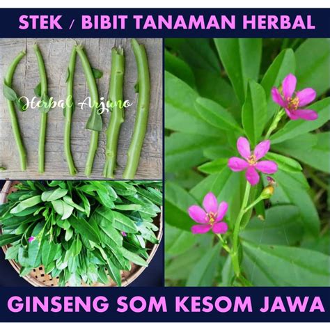 Jual D Pcs Stek Bibit Tanaman Ginseng Kolesom Som Jawa Shopee