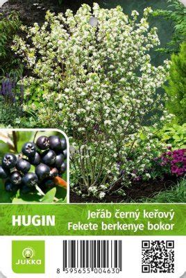 Ar Nia Ere Olist Hugin Aronia X Prunifolia Kont L Ar Nia Baza