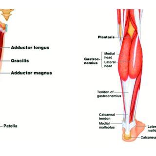 Case IV: Active fiber force of muscles: Knee extensors (Top) and ...