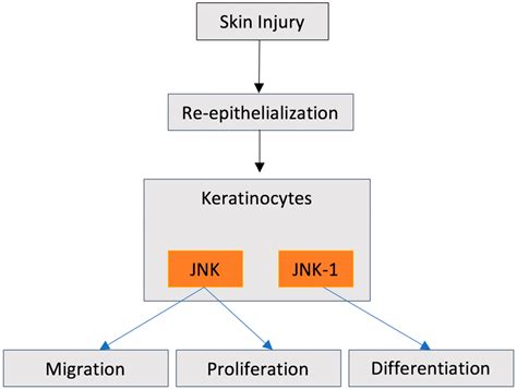 Ijms Free Full Text Jnk Signaling As A Key Modulator Of Soft Connective Tissue Physiology