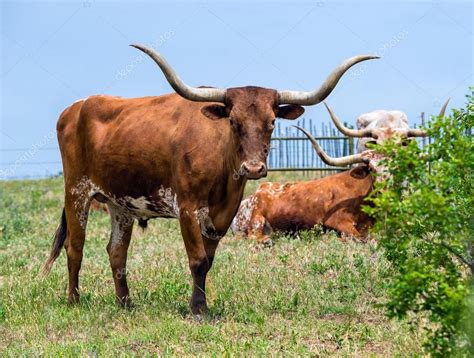 Texas Longhorn cattle — Stock Photo © krisrobin #46711177