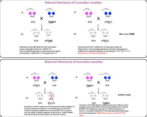 Figure S1 Schematic Representation Of Experimental And Control