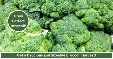 Beginners Guide On How To Grow Broccoli Get A Bountiful Harvest The