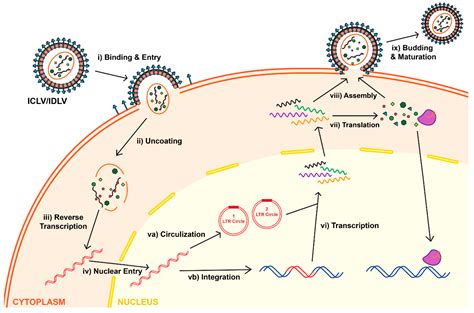 Viruses Free Full Text Lentiviral Vectors For Delivery Of Gene