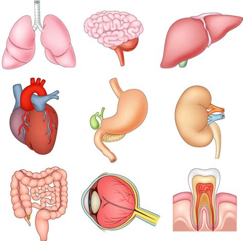 矢量人体解剖器官图片 创意矢量现代人体器官手绘插图设计素材 高清图片 摄影照片 寻图免费打包下载