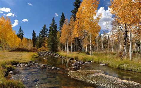 birch, River, autumn - Beautiful views wallpapers: 2560x1600