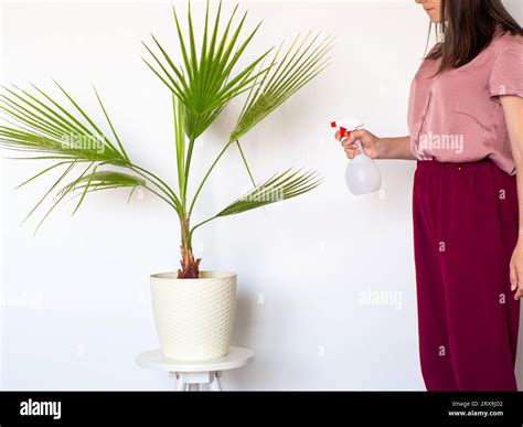 Woman Watering Home Indoor Plant Of Washingtonia Filifera Woman Taking