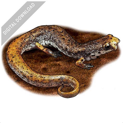 Four Toed Salamander Drawing