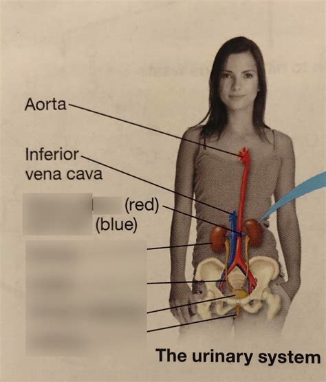 Urinary Anatomy Biol 1010 Diagram Quizlet