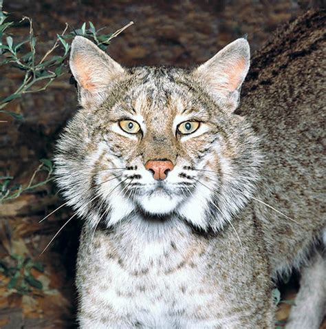 Lynx rufus - Monaco Nature Encyclopedia