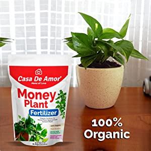 Casa De Amor Essential Combo Pack Tulsi Plant Food Gm Money