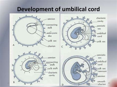 Placenta development