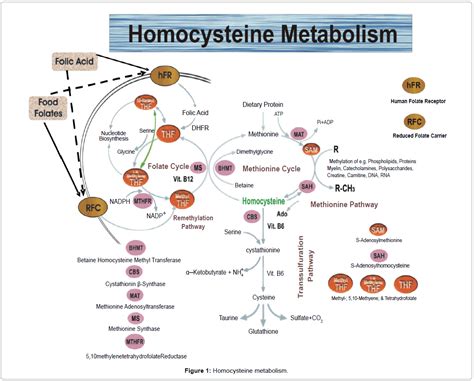 Methylenetetrahydrofolate Reductase Gene Polymorphisms And