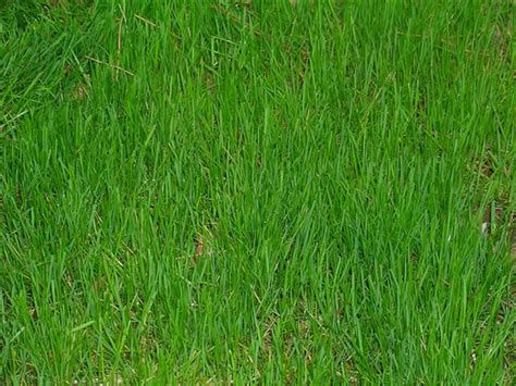 40 Grass Texture With High Res Quality Psddude