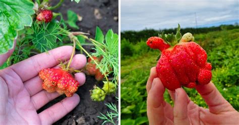 Why Are My Strawberries So Big