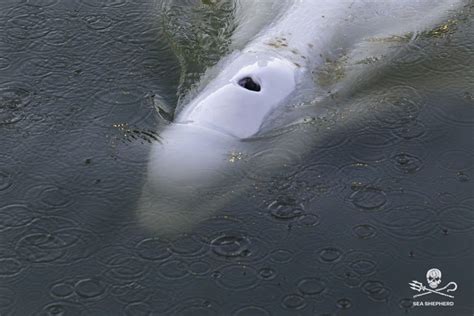 È morto il beluga estratto dalla Senna