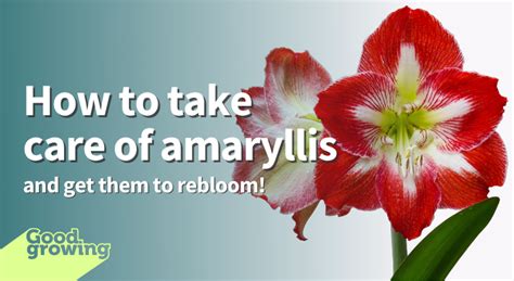 Amaryllis Flower Care After Flowering Best Flower Site