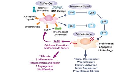 Cellular Senescence And Its Markers Cusabio