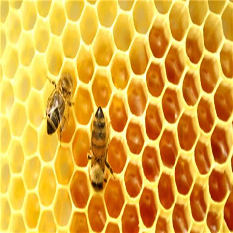 100-1000 г Супер омолаживающее-лиофилизованное маточное молочко порошок ...