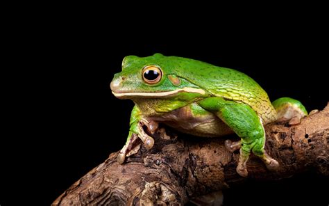 Vibrant Frog Hd Wallpaper Natures Charming Amphibian