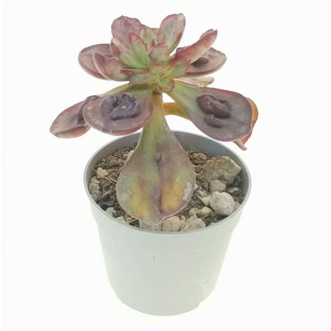 Echeveria Nodulosa Maruba Benitsukasa 6 5 Cm Crassulaceae