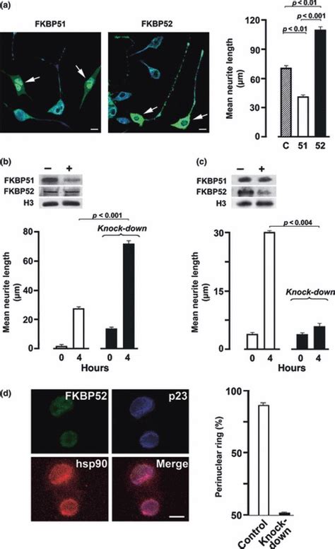 Subcellular Localization Of Fkbp Hsp And P In N A Cells A