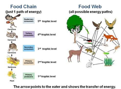 Red Panda Food Chain