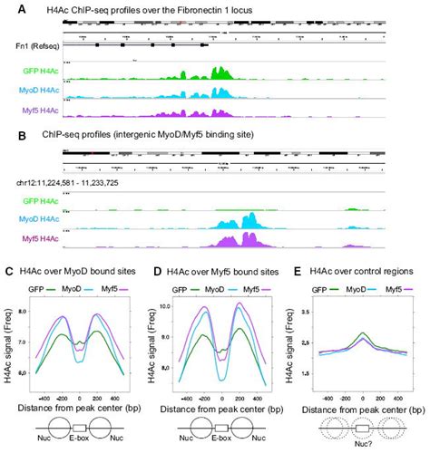 Distinct Activities Of Myf5 And MyoD Indicate Separate Roles In