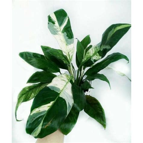 Jual Tanaman Hias Spatufilm Variegata Pece Lily Variegata Tanaman Hidup